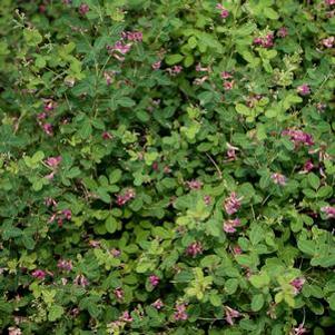 Lespedeza 'Yakushima'