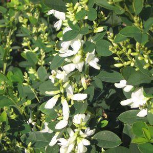 Lespedeza thunbergii 'Albiflora'