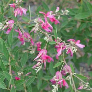 Lespedeza thunbergii 'Gibraltar'