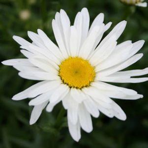 Leucanthemum x superbum 'Amelia'