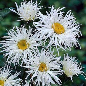 Leucanthemum x superbum 'Old Court'