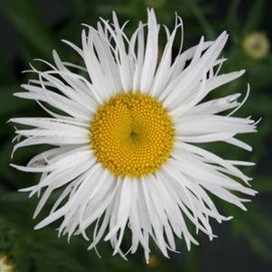 Leucanthemum x superbum 'Phyllis Smith'