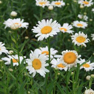 Leucanthemum x superbum 'Exhibition'