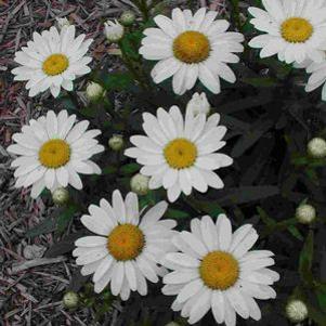 Leucanthemum x superbum 'Snow Lady'