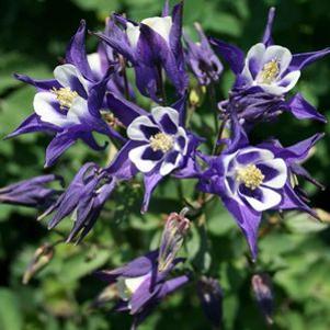 Aquilegia  'Winky Dark blue'