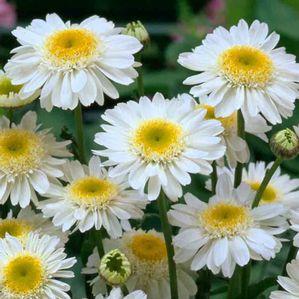 Leucanthemum x superbum 'Sunny Side Up'