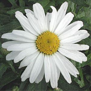 Leucanthemum x superbum 'White Knight'