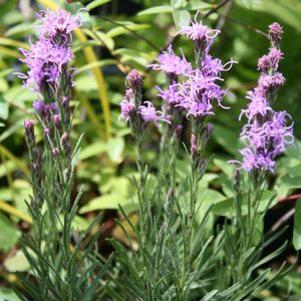 Liatris punctata