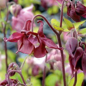 Aquilegia  'Woodside Gold'