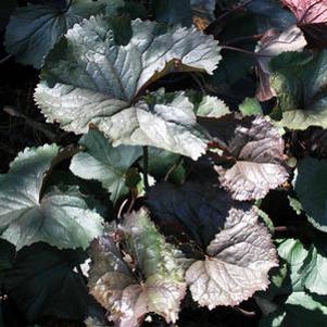 Ligularia dentata 'Britt-Marie Crawford'