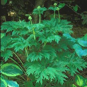 Ligularia japonica