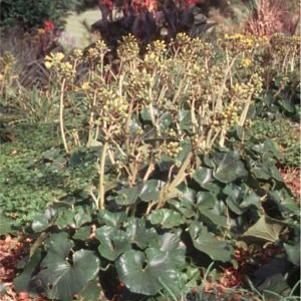 Ligularia tussilaginea