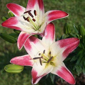 Lilium asiatica 'Lollypop'