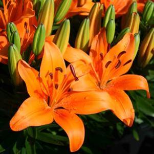 Lilium asiatica 'Orange Pixie'