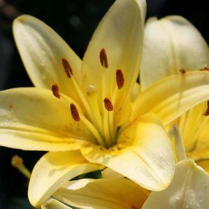 Lilium asiatica 'Painted Pixie'