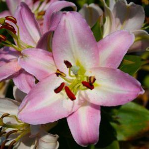 Lilium orientale 'Souvenir'