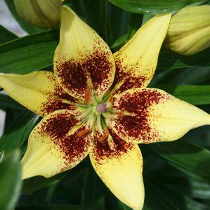 Lilium asiatica 'Suncrest'