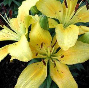 Lilium asiatica 'Sunray'