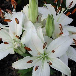 Lilium asiatica 'Reinesse'