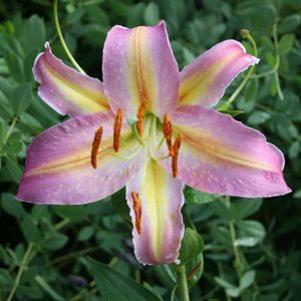 Lilium orientale 'Tom Pouce'