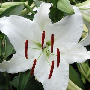 Lilium orientale 'Casa Blanca'