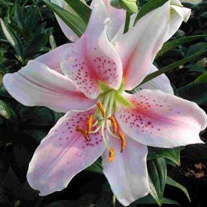Lilium orientale 'Mona Lisa'