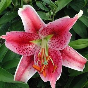 Lilium orientale 'Stargazer'