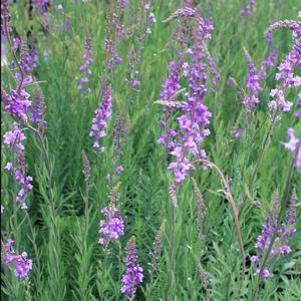 Linaria purpurea 'Purpurea'