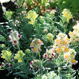 Linaria aeruginea 'Neon Lights'
