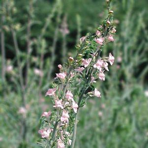 Linaria purpurea 'Canon J. Went'