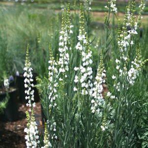 Linaria purpurea 'Rev. C.E. Bowring'