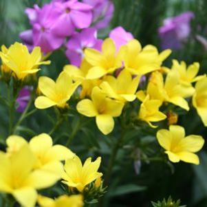 Linum flavum 'Compactum'