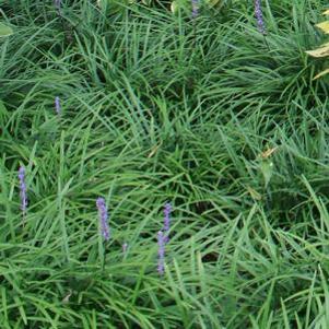 Liriope muscari 'Big Blue'