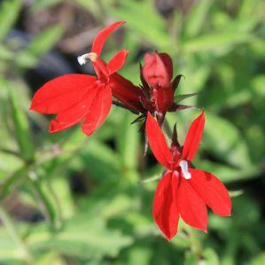 Lobelia speciosa 'Compliment Scarlet'