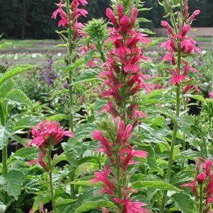 Lobelia  'Monet Moment'