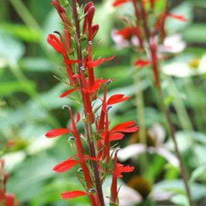 Lobelia cardinalis 'Fried Green Tomatoes'
