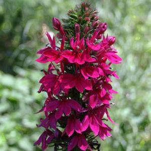 Lobelia speciosa 'Compliment Deep Red'