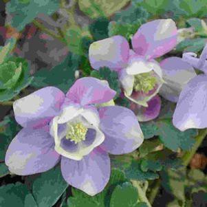 Aquilegia flabellata var. pumila 'Selection'