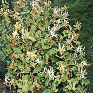Lonicera  'Mint Crisp'