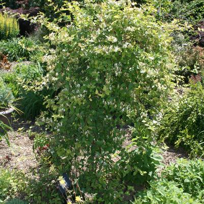 Lonicera japonica 'Aureoreticulata'