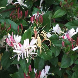 Lonicera japonica 'Purpurea'
