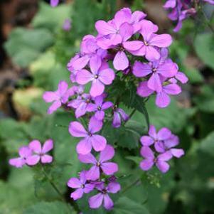 Lunaria annua