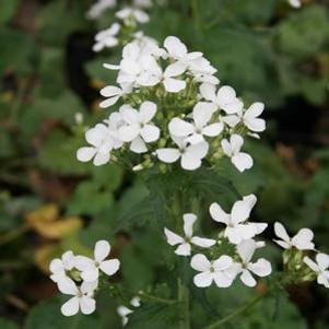 Lunaria annua 'Alba'