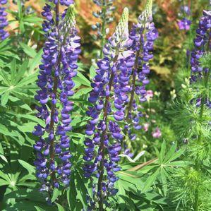 Lupinus perennis