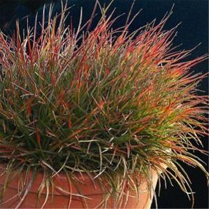 Luzula  'Ruby Stiletto'