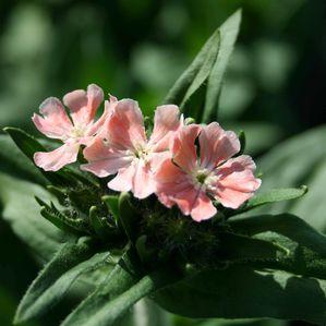 Lychnis chalcedonica 'Carnea'