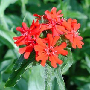 Lychnis chalcedonica