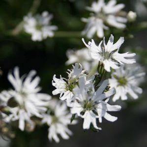 Lychnis flos-cuculi 'White Robin'