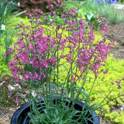 Lychnis viscaria