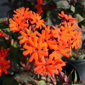 Lychnis x arkwrightii 'Orange Gnome'
